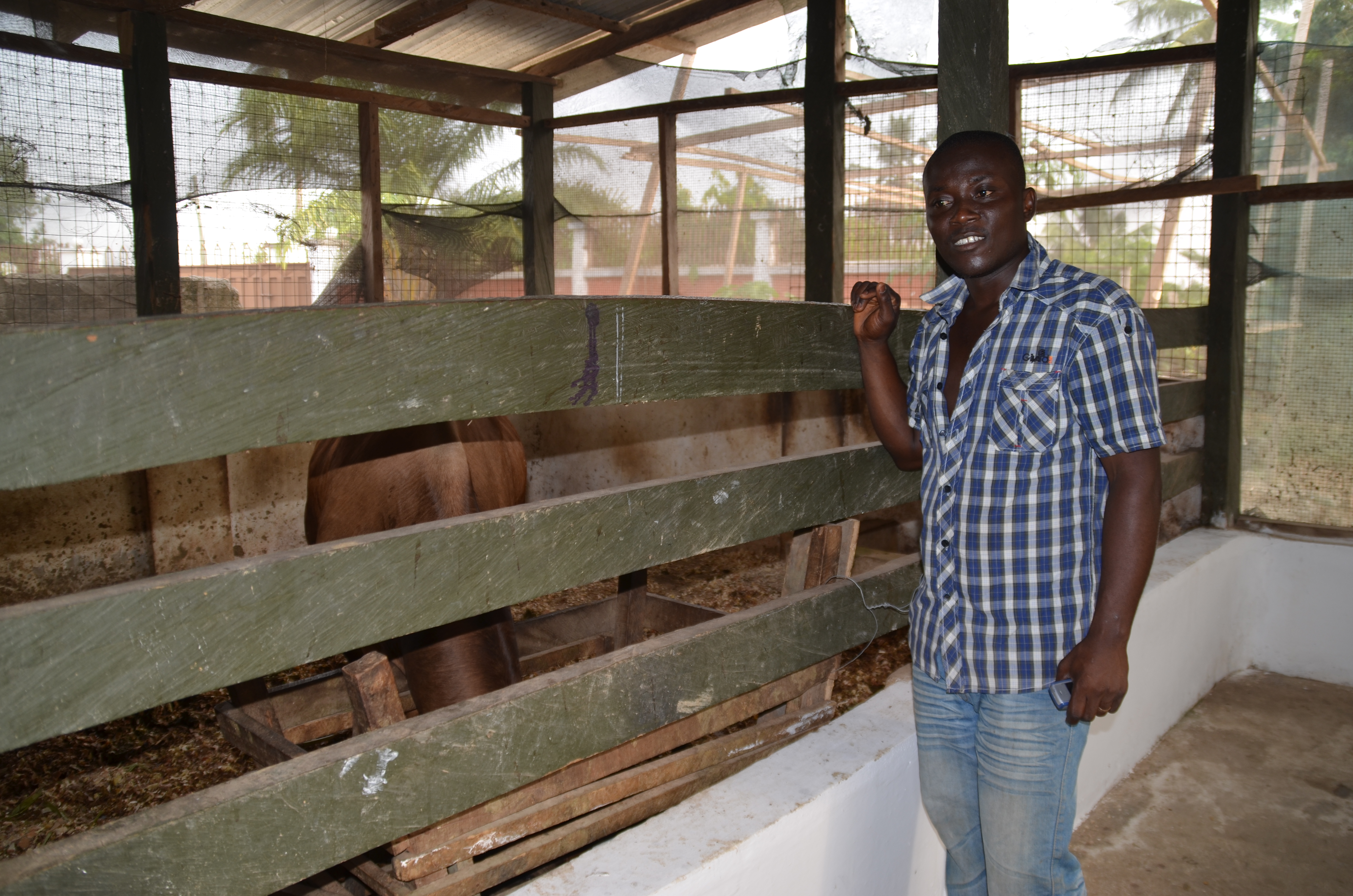 Ghana Heifer